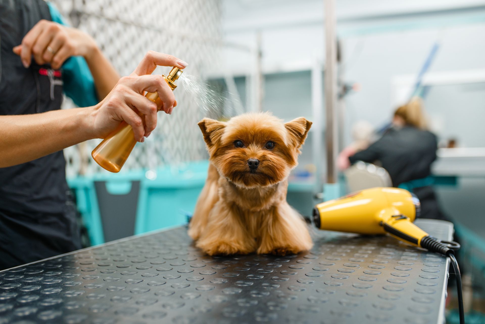 Ein kleiner Hund sitzt auf einem Tisch in einem Hundesalon.