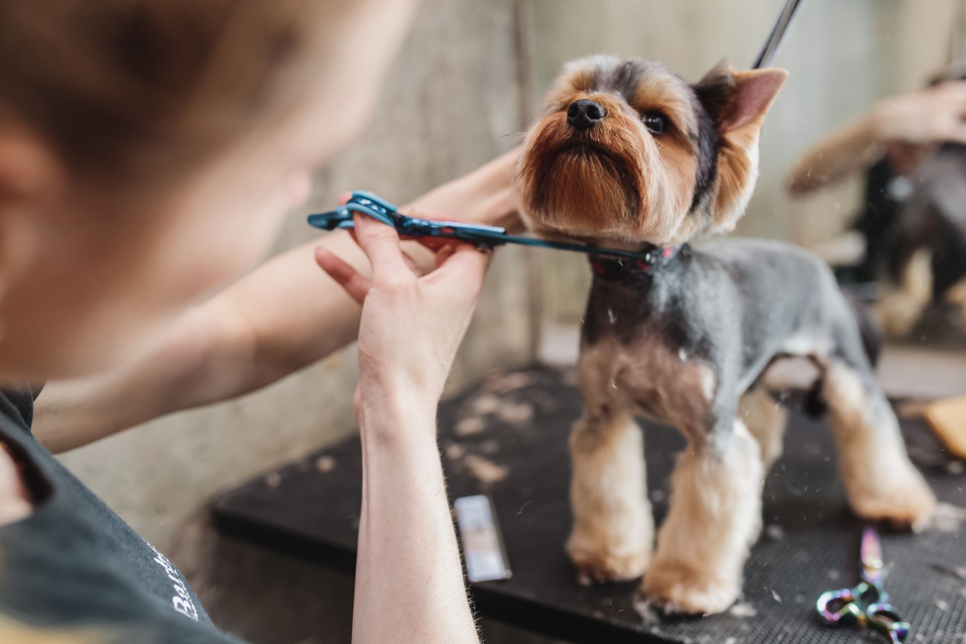 Eine Frau schneidet einem kleinen Hund mit einer Schere das Fell.