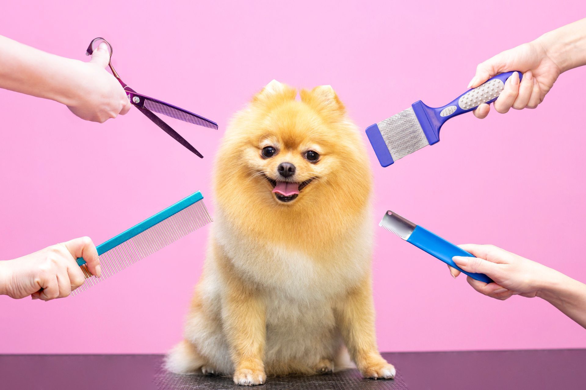 Hund wird gebürstet