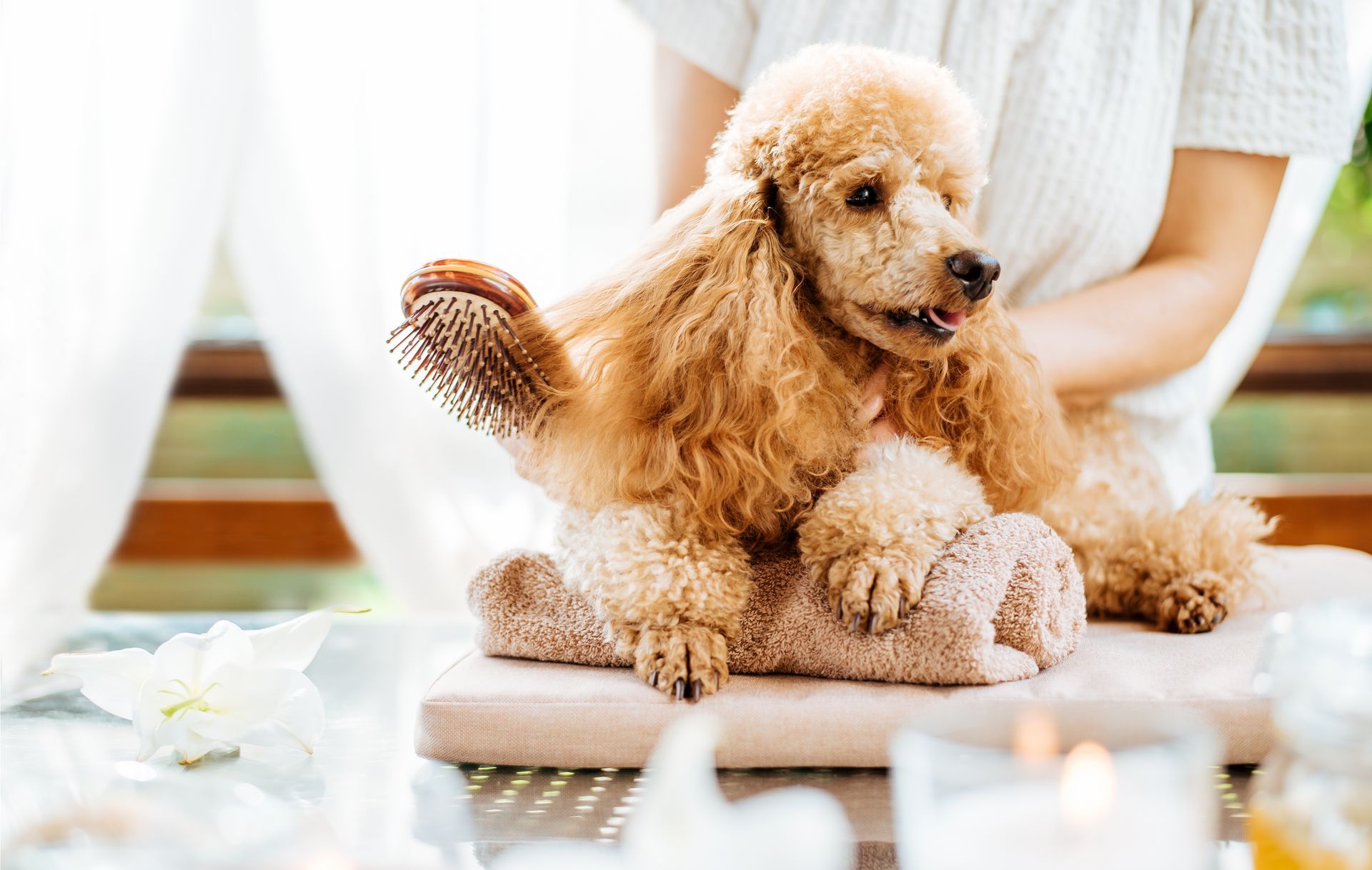 Weißer Hund bei Hundefriseur