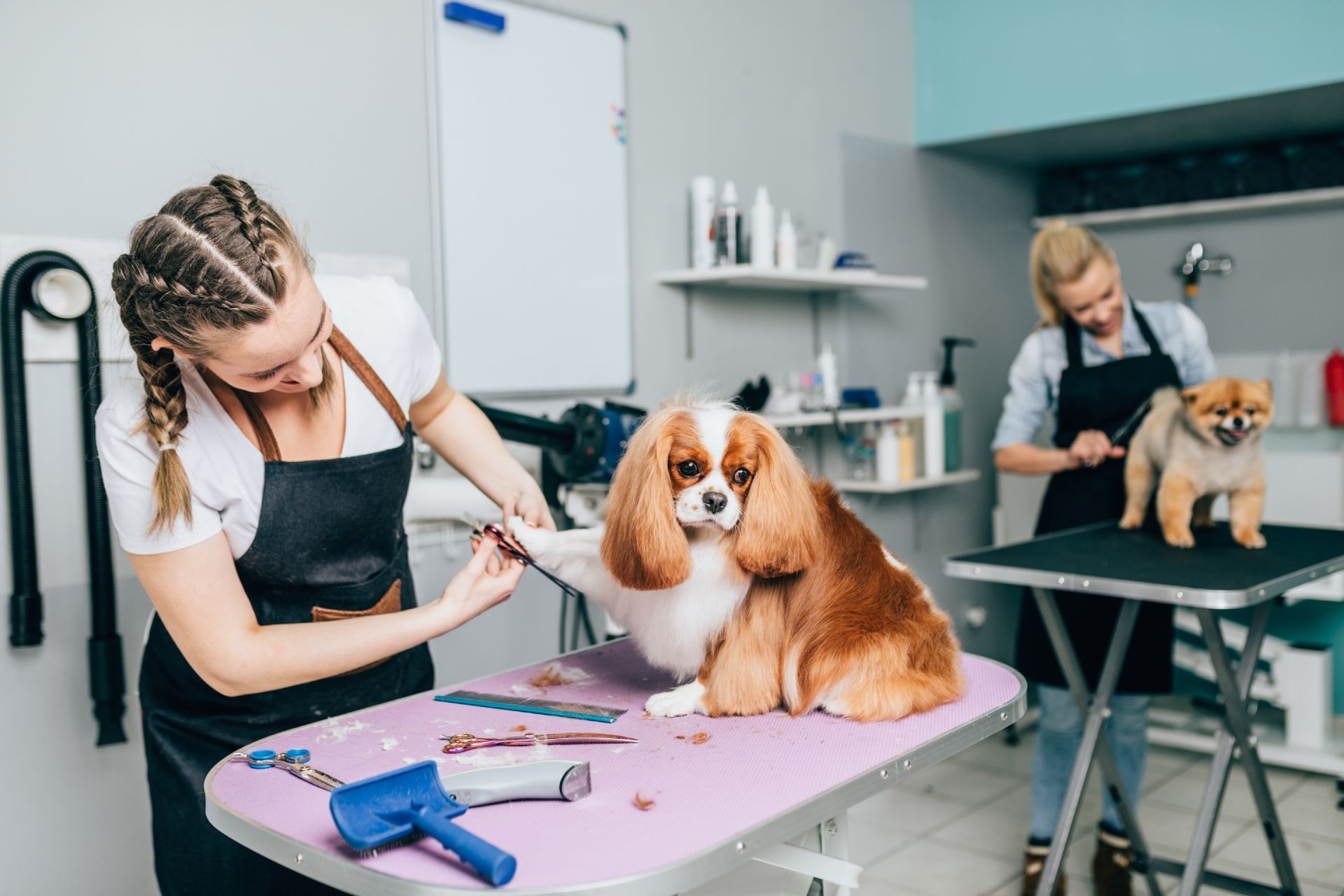 Eine Frau pflegt einen Hund auf einem Tisch in einem Hundesalon.