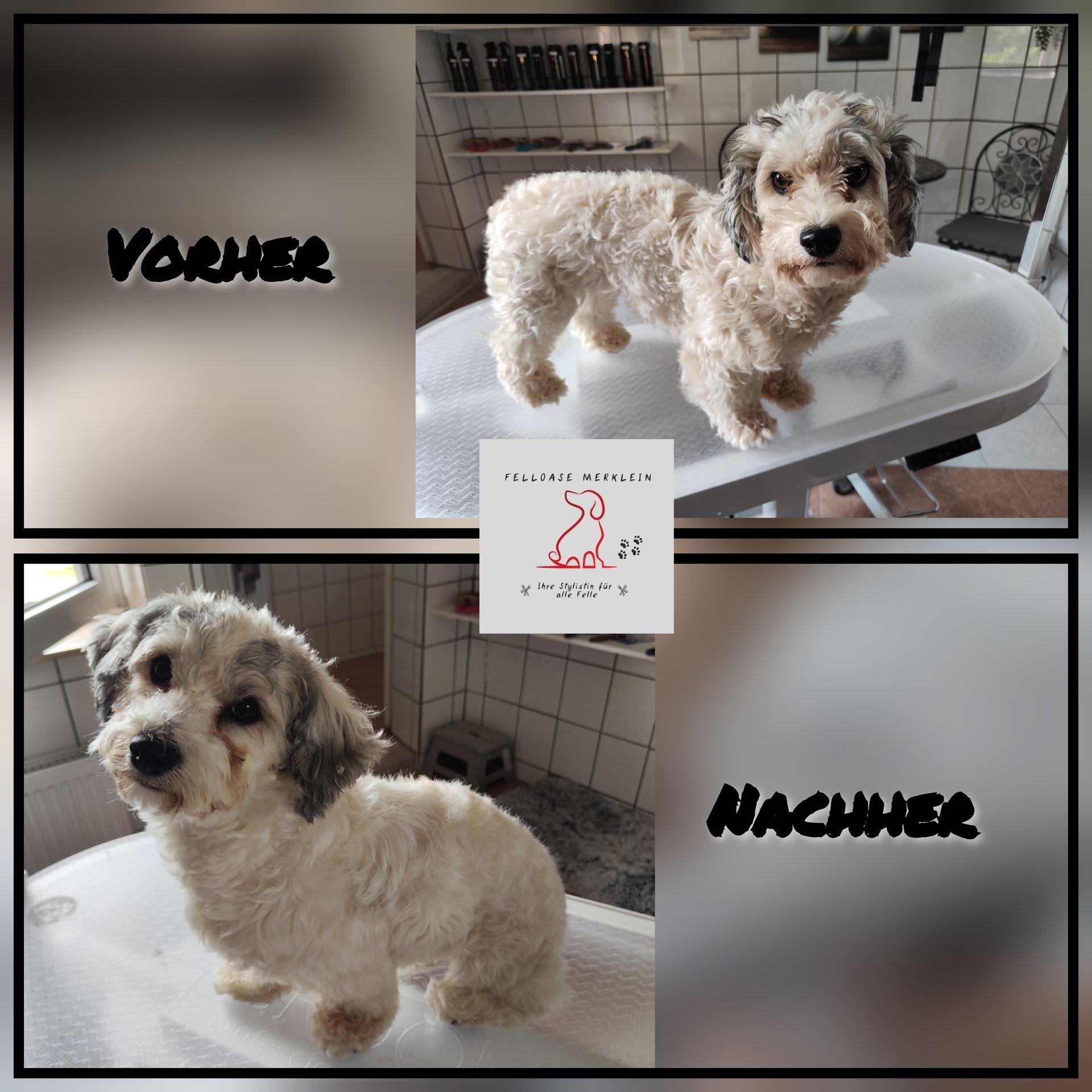 Zwei Bilder eines Hundes vor und nach der Fellpflege