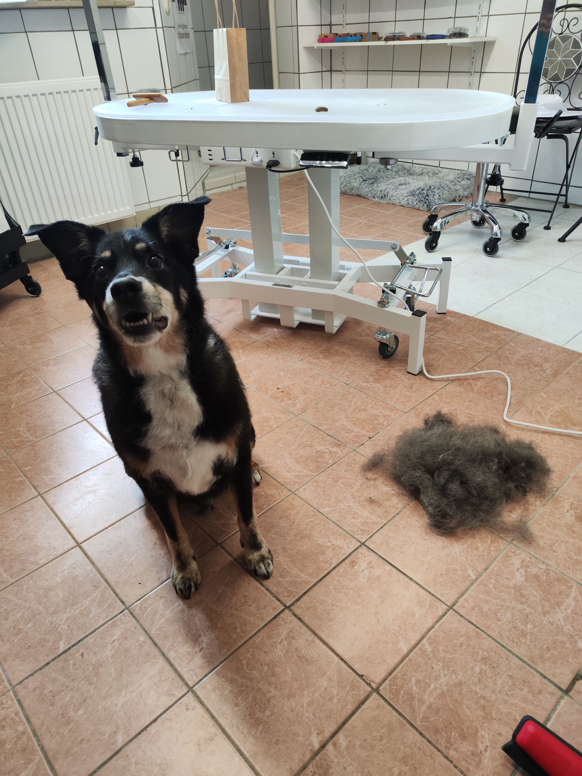 Ein schwarz-weißer Hund, der vor einem Tisch sitzt