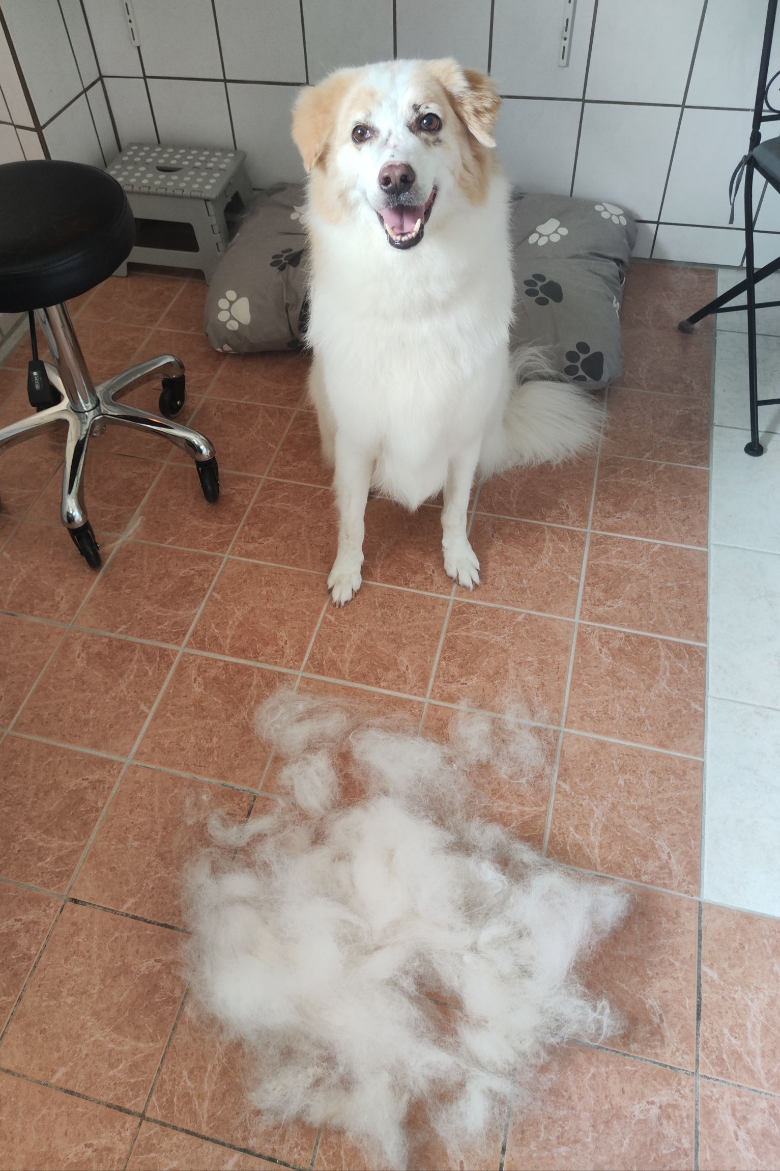Ein weißer Hund steht neben einem Fellhaufen auf dem Boden