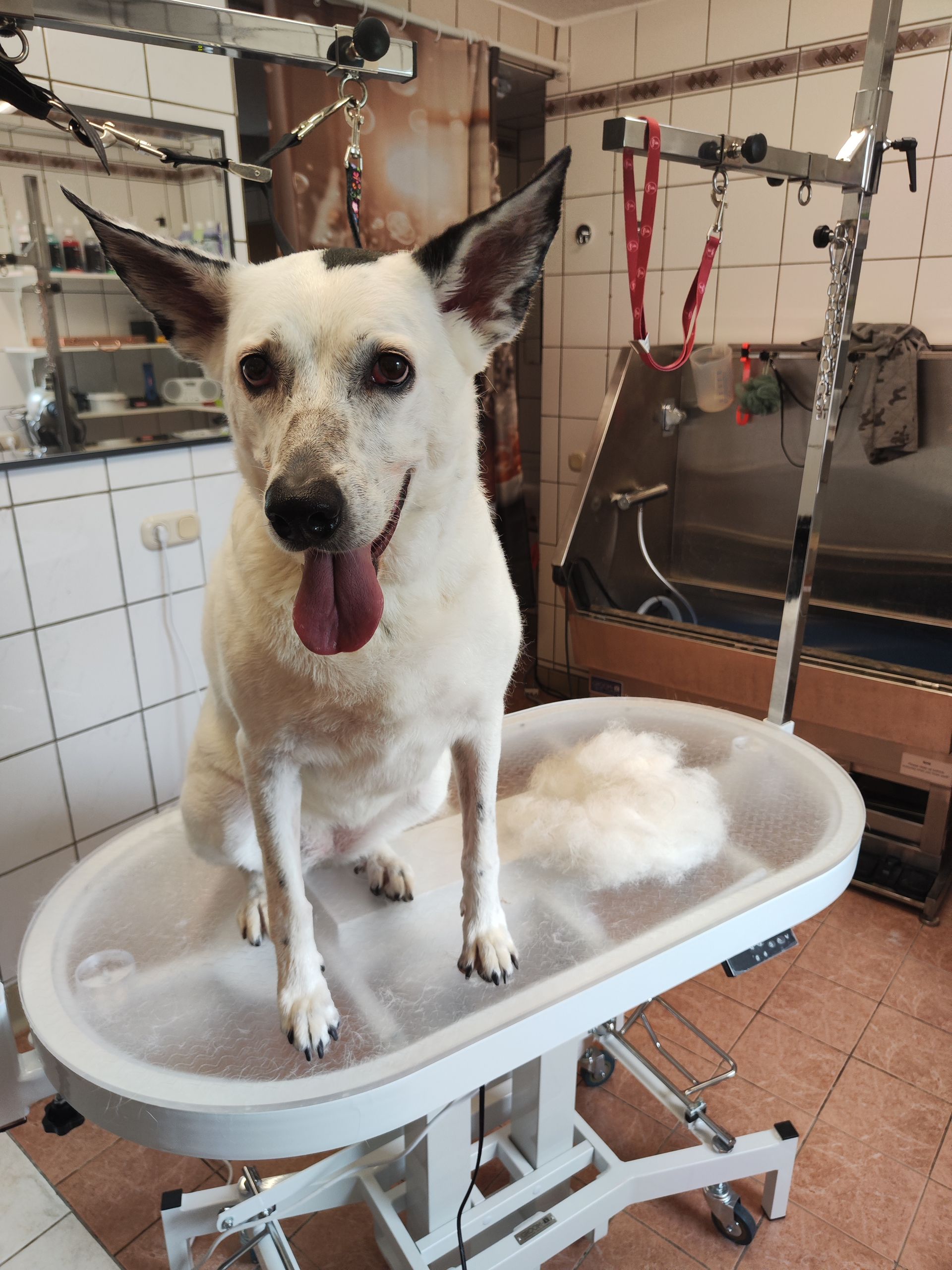 Ein kleiner weißer Hund sitzt mit heraushängender Zunge auf einem Tisch.