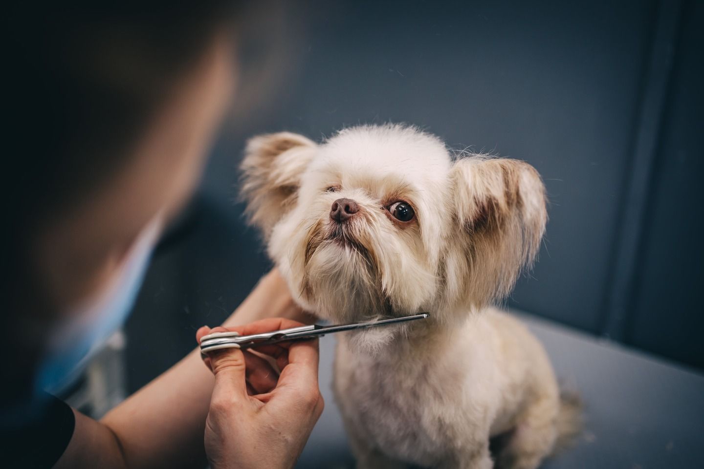 Hundefriseur in Ansbach mit Hund
