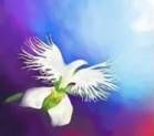 Une colombe blanche vole au-dessus d'une fleur sur un fond violet et bleu.