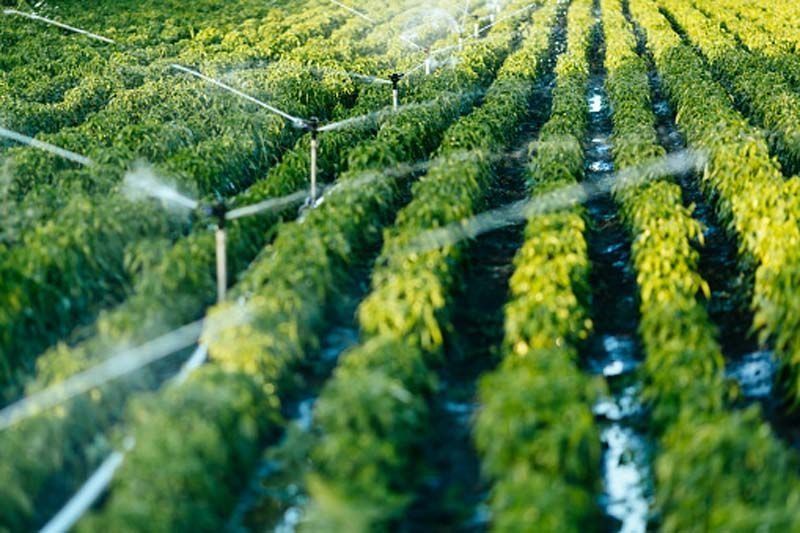 Un campo de plantas que se riega con aspersores.