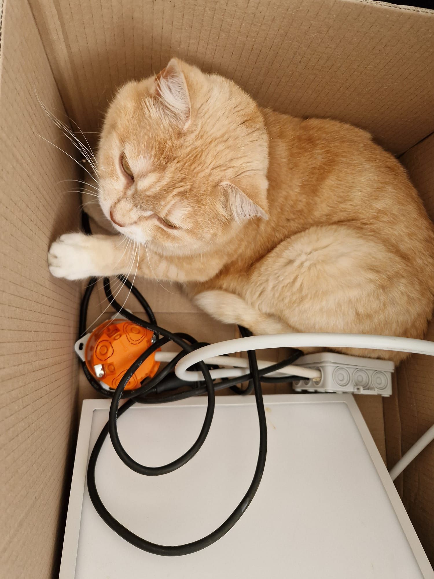 Elektrotechnik und Katze