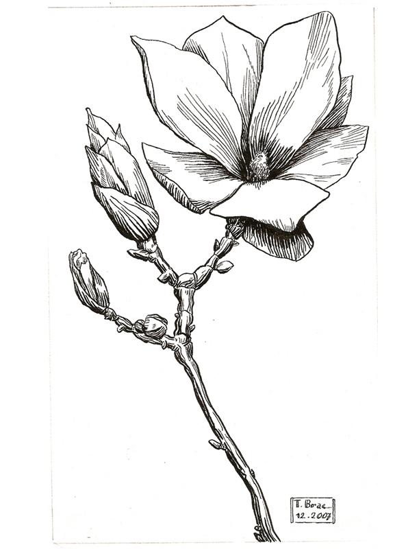 gravure fleur