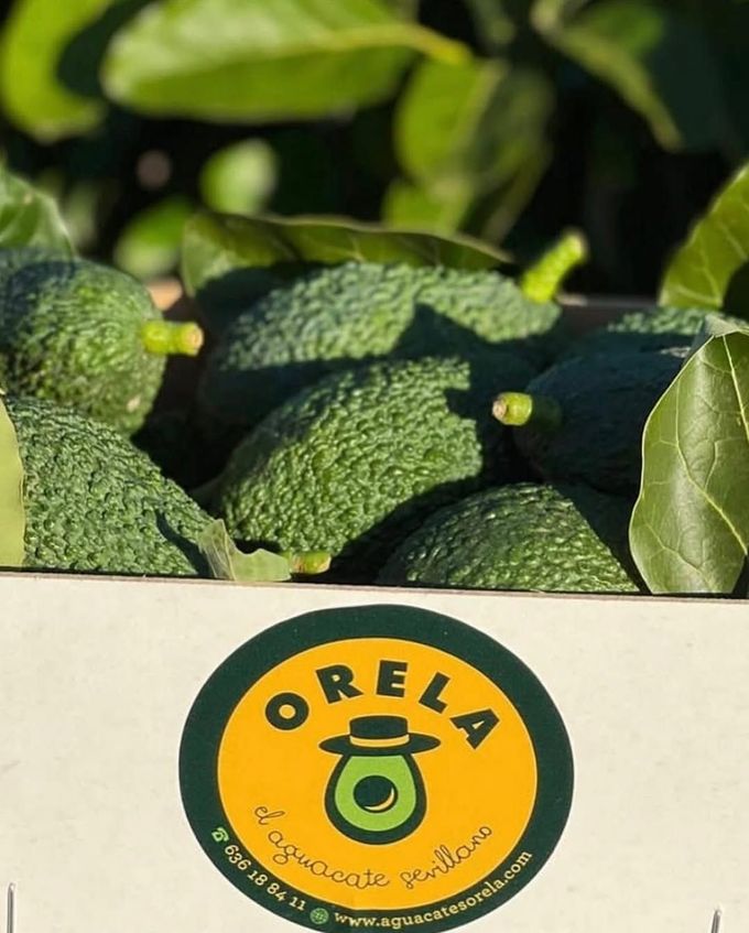 Aguacates en caja con el logo de ORELA. Etiqueta verde y amarilla.