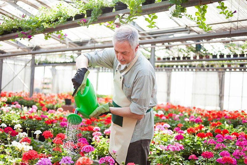 Un homme arrose des fleurs avec un arrosoir vert dans une serre remplie de fleurs colorées.