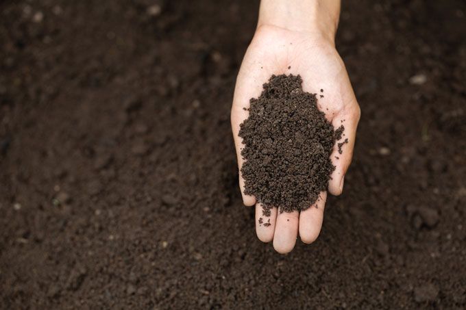 Une main tenant un tas de terre sombre, posé dans un champ.