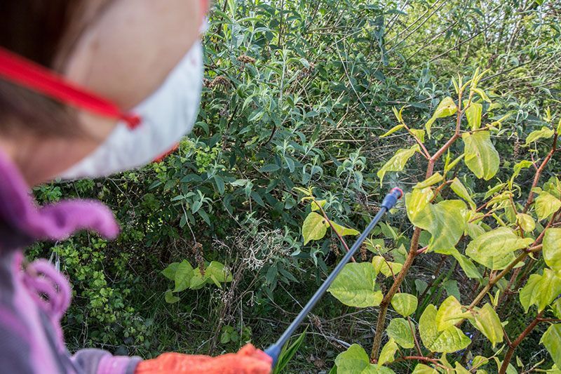 Une personne portant un masque pulvérise des pesticides sur des mauvaises herbes.
