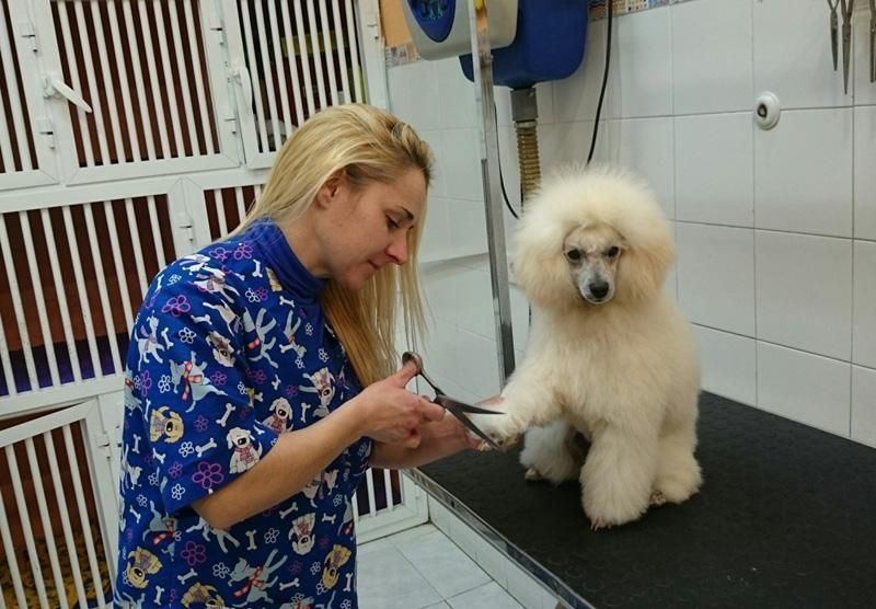 Una mujer está acicalando a un caniche blanco en una mesa.
