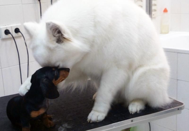 Un perro blanco lamiendo a un pequeño perro negro sobre una mesa.