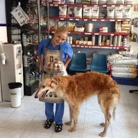Una mujer está de pie junto a un perro grande en una clínica veterinaria.