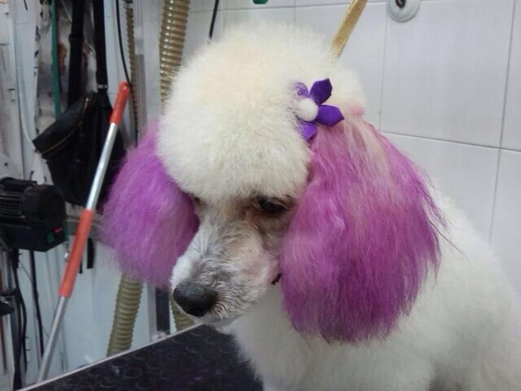 Un caniche blanco con orejas rosas y un lazo morado.