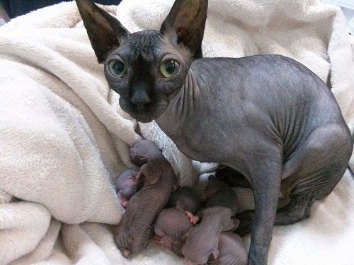 Una gata sin pelo está amamantando a sus gatitos sobre una manta.