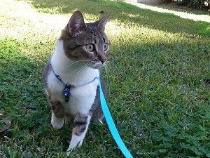 Un gato camina con correa por el césped.