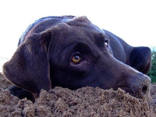 Un perro marrón yace en un montón de tierra.