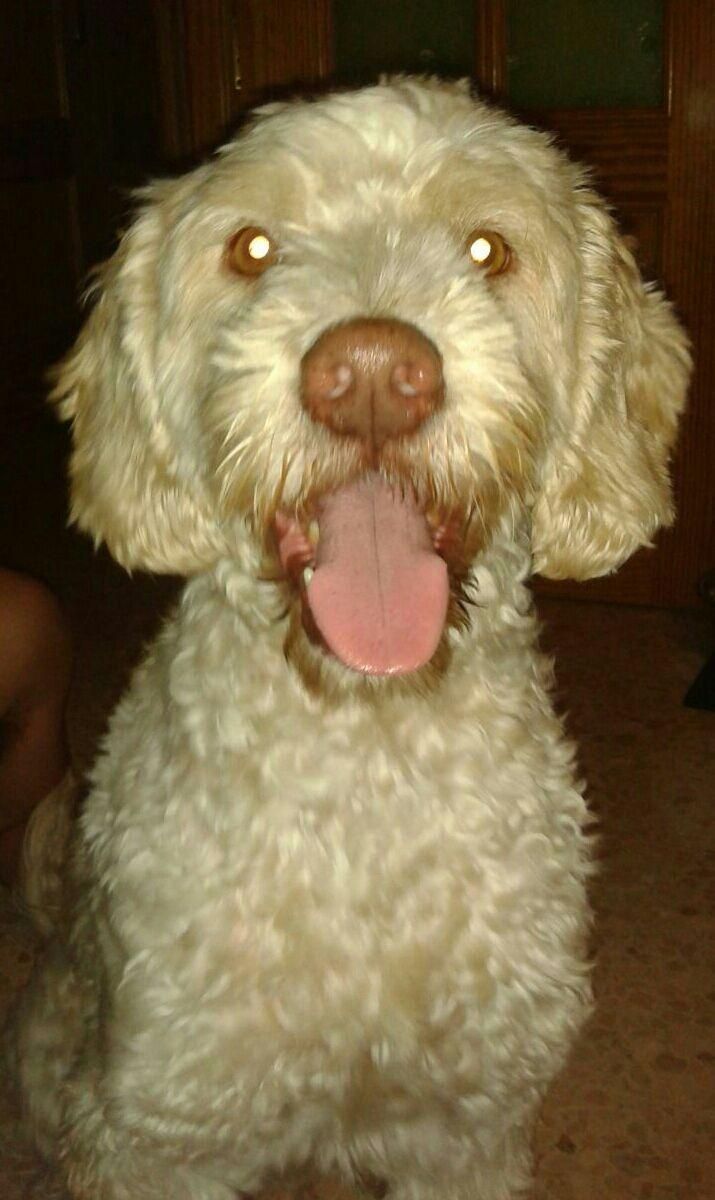 Un primer plano de un perro con la lengua afuera.