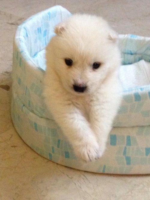 Un pequeño cachorro blanco está acostado en una cama para perros azul y blanca.
