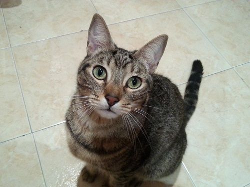 Un gato sentado en un suelo de baldosas mirando a la cámara.