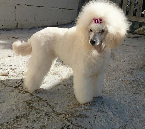 Un caniche blanco con un lazo rosa en la cabeza.