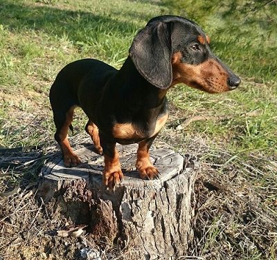 Un perro salchicha parado en lo alto de un tocón de árbol