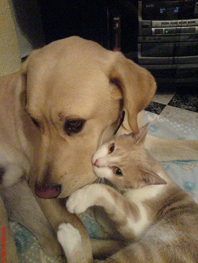 Un perro y un gato están acostados uno al lado del otro en una cama.