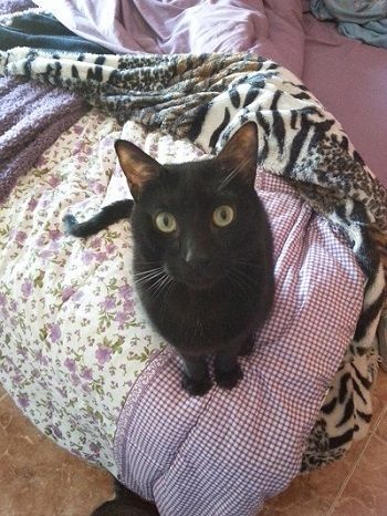 Un gato negro está sentado sobre una manta en una cama.