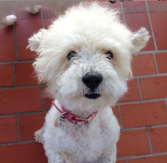 Un pequeño perro blanco con un collar rosa mira a la cámara.