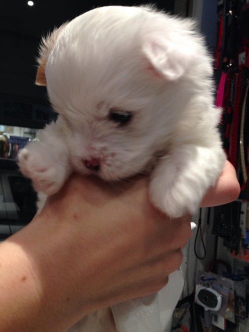 Una persona sostiene un pequeño cachorro blanco en sus manos.