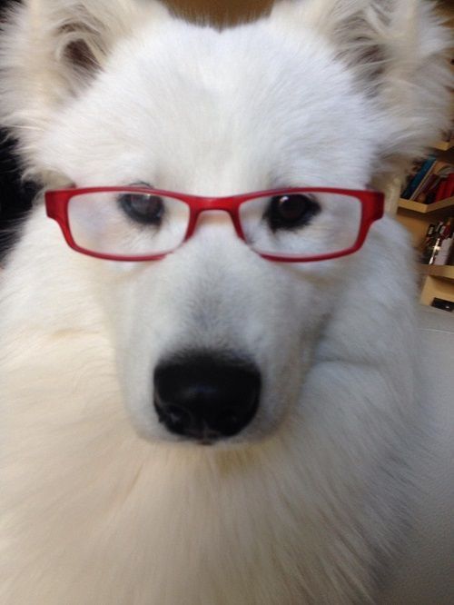 Un primer plano de un perro blanco con gafas rojas.