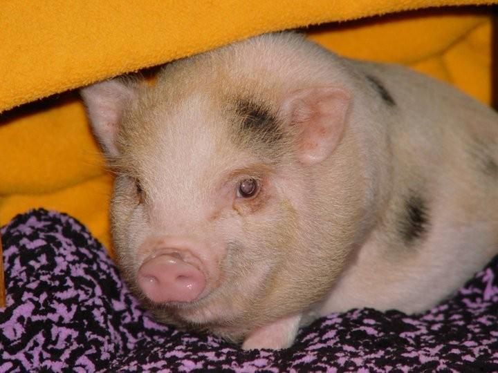 Un cerdo está acostado sobre una manta morada debajo de una manta amarilla.