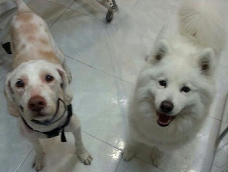 Dos perros están parados uno al lado del otro en un piso de baldosas y miran hacia la cámara.