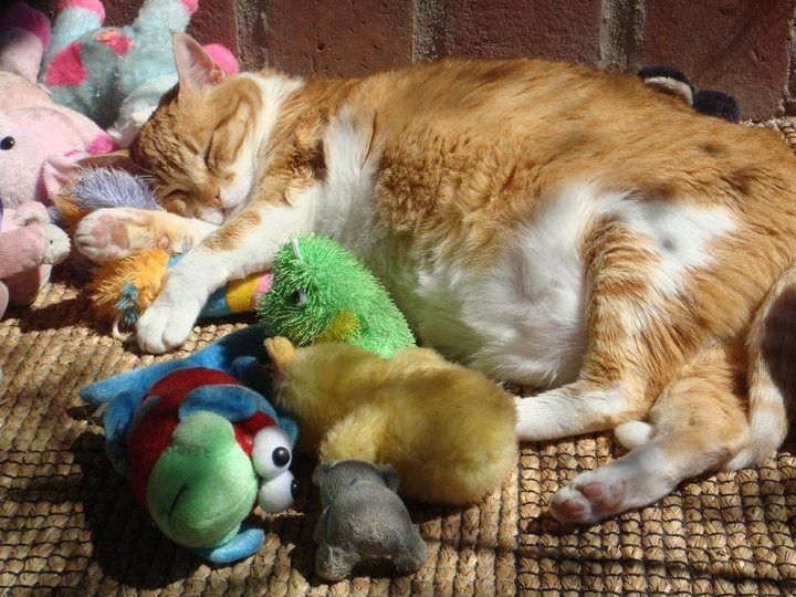 Un gato acostado sobre una alfombra rodeado de animales de peluche.