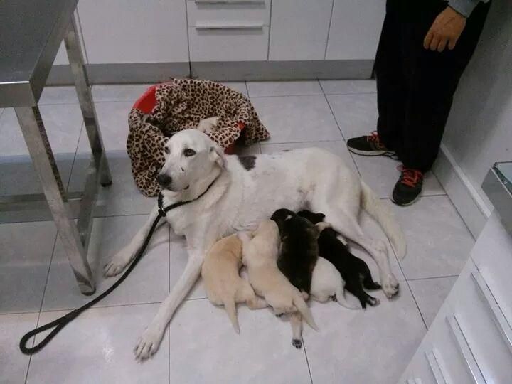 Una perra blanca está amamantando a sus cachorros en el suelo