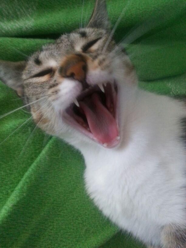 Un gato bosteza con la boca abierta sobre una manta verde.