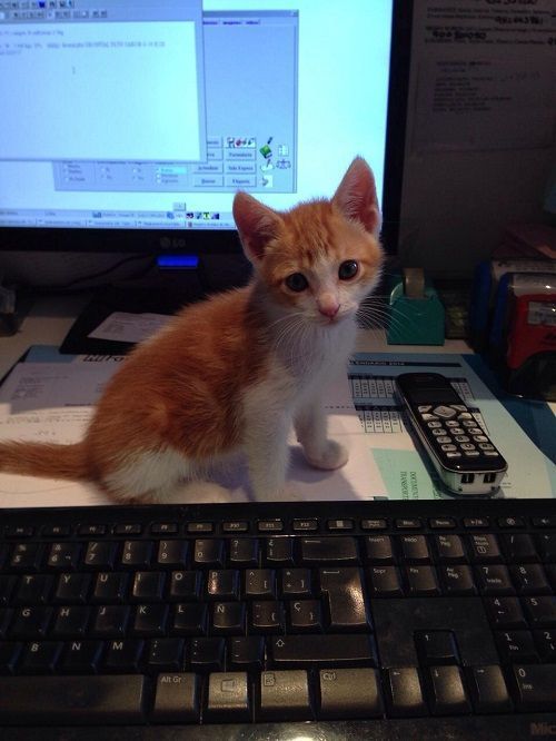 Un gatito se sienta en un teclado frente a un monitor de computadora.