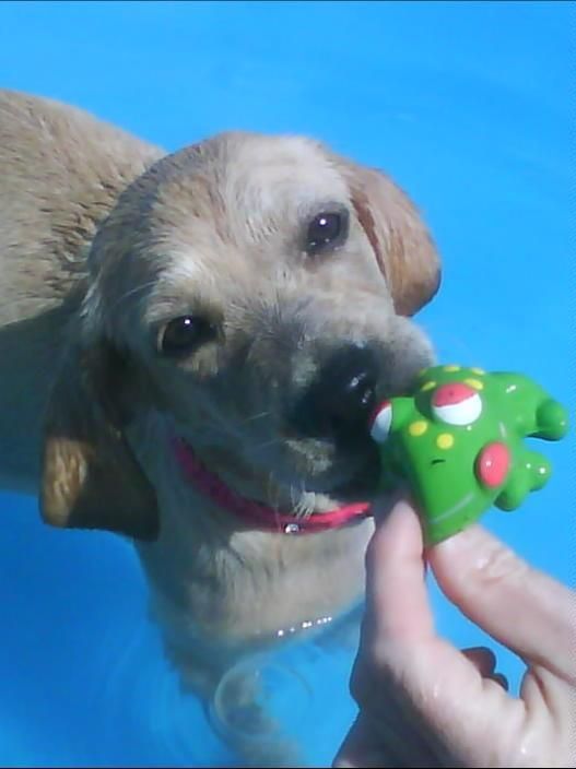 Un perro está jugando con un juguete verde en una piscina.