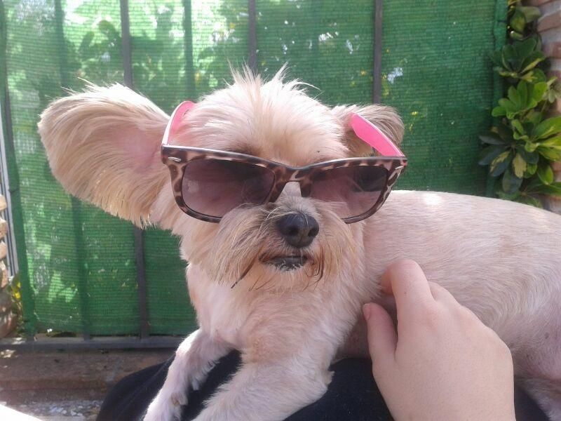 Un perro pequeño con gafas de sol está siendo sostenido por una persona.