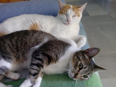 Dos gatos acostados uno encima del otro en un sofá