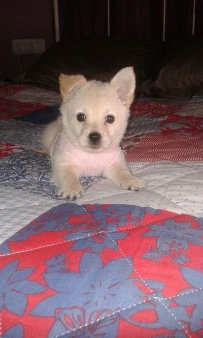 Un pequeño cachorro blanco está acostado sobre una colcha en una cama.