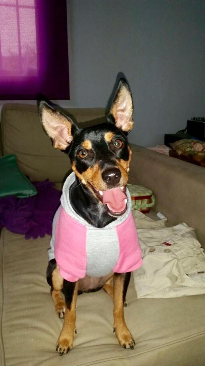 Un perro pequeño que lleva un suéter rosa está sentado en un sofá.