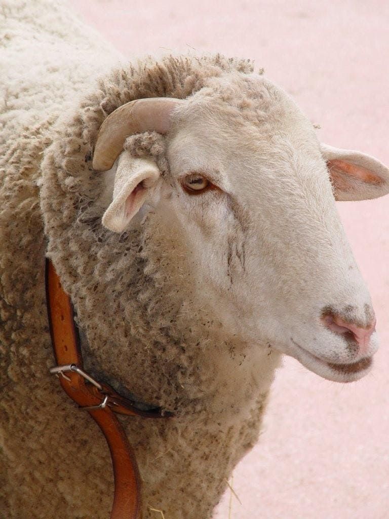Un primer plano de una oveja con collar.