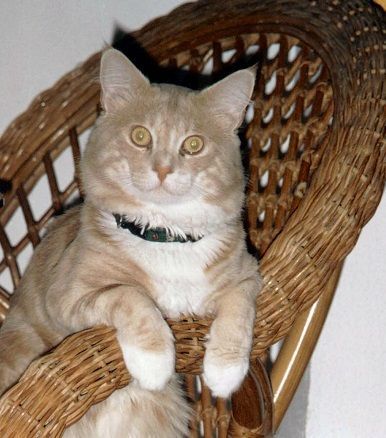 Un gato está acostado en una silla de mimbre y mira a la cámara.