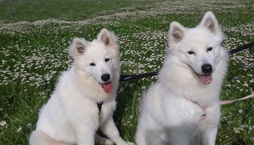 Dos perros blancos están sentados en un campo de flores.
