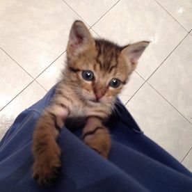 Un gatito está sentado en el regazo de una persona y mira a la cámara.